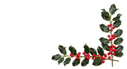 Isolated natural festive holly branch for winter holidays, Christmas seasonal greeting, decor