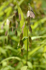 Plattährengras,  Chasmanthium latifolium