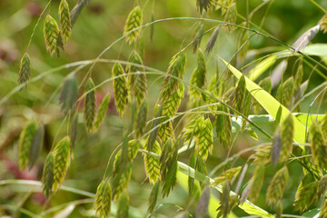 Plattährengras,  Chasmanthium latifolium