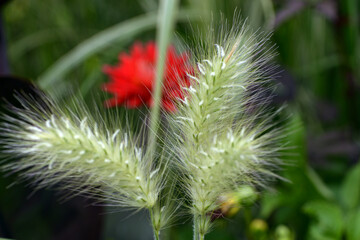 Wolliges Federborstengras, Pennisetum villosum