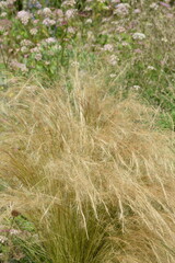 Fototapeta premium Zartes-Federgras, Nasella tenuissima