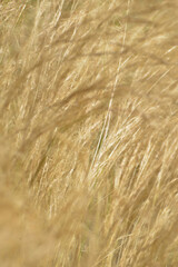 Zartes-Federgras, Nasella tenuissima