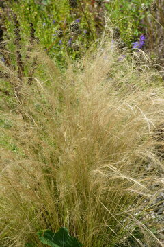 Zartes-Federgras, Nasella tenuissima