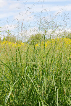 Ruten-Hirse, Panicum virgatum, Heavy Metal