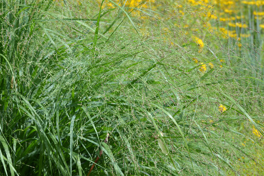 Ruten-Hirse, Panicum virgatum, Heavy Metal