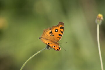 Colorful butterfly resting on a flower in nature