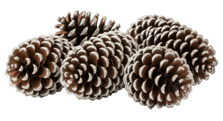 Isolated group of brown pinecones with silver painted tips for the winter holiday season