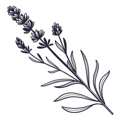 Dark Outline Illustration of a Single Lavender Stem herb plant
