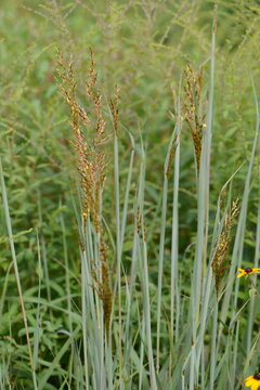 Indianergras, Sorghastrum nutans, Indian Steel