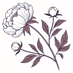 Outline of a Peony Flower with Buds and Sepia Toned Leaves blossom bloom
