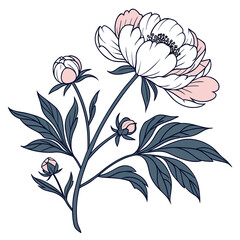 Peony Flower with Pink Accents and Dark Green Leaves blossom bloom