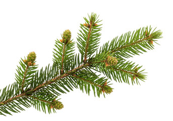 Green pine branch with cones, isolated on transparent background