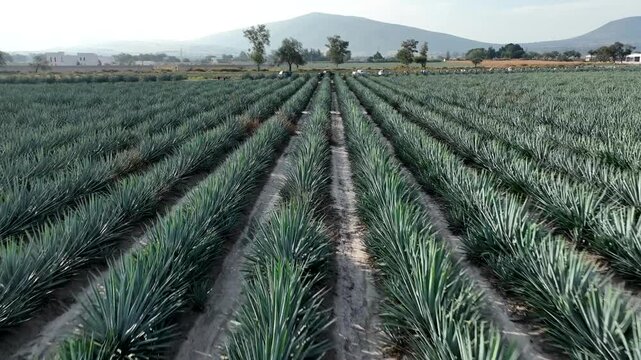 Daytime flight over a landscape of agave plants in Jalisco, Mexico, where the mountains can be seen in the background revealing the tequila plantations.
