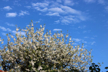 White Blossom tree