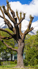 Dramatic pruned tree with scenic mountain view