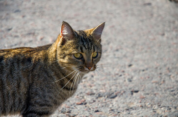 Alert Mackerel Tabby Cat Portrait with Yellow Eyes Outdoors in Bright Sunlight