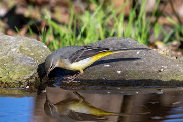 Ballerina gialla (Motacilla cinerea)