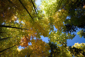 Vibrant Autumn Beech Tree Canopies Viewed from Below Against Bright Blue Sky, Colorful Fall Foliage...