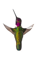 Obraz premium Front view of colorful iridescent hummingbird in flight with open wings and spread tail on isolated background
