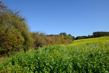 Flurgeh&ouml;lze, Windschutzhecken, Felder