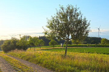 Biotop,  Altgrasflur