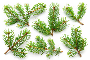 pine branch isolated on white background