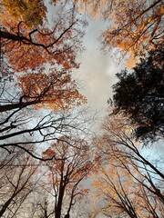 tree in autumn golden hour
