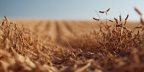 Wheat field ready for harvest in golden sunlight during late summer