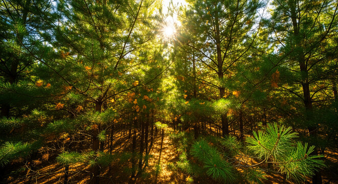 A forest scene with green pine tree branches and yellow leaves against sunlight, representing nature, woodland, and natural beauty, perfect for outdoors