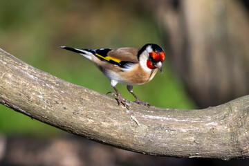 Cardellino (Carduelis carduelis )