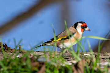 Cardellino (Carduelis carduelis )