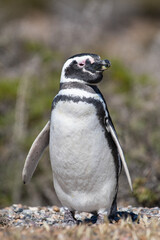 Obraz premium Magellanic penguin in Patagonia, Argentina