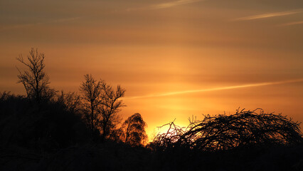 A beautiful tree silhouette against morning sky in early winter. Winter landscape