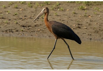 The image shows a juvenile Black-necked Stork (Ephippiorhynchus asiaticus), a large wading bird native to the Indian Subcontinent, Southeast Asia,
