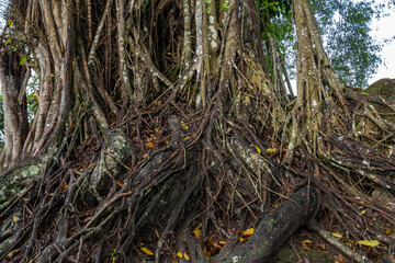 Complex network of Banyan tree roots (Ficus benghalensis). Massive aerial root system of an old tropical tree in the rainforest.