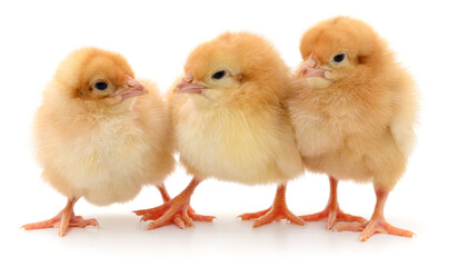 Fototapeta premium Three fluffy chicks isolated on white