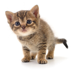 Cute tabby kitten isolated on white background