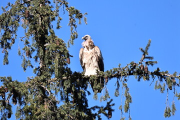 Himalayan Griffon Vulture