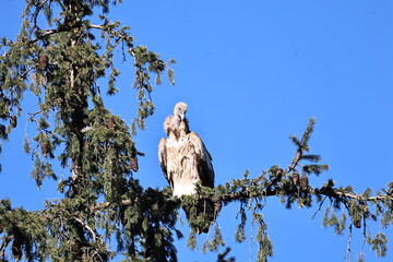 Himalayan Griffon Vulture