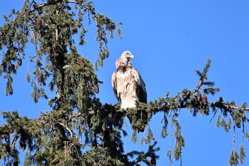 Himalayan Griffon Vulture