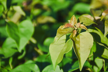 New leaves emerging on a plant in soft sunlight.