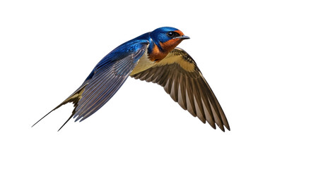 Isolated barn swallow on the fly with wings spread displaying colors and tail feathers