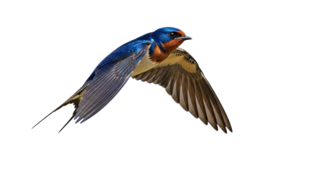 Isolated barn swallow on the fly with wings spread displaying colors and tail feathers