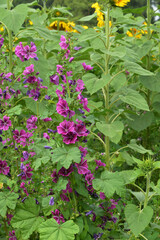 Blühfläche, mehrjahrig