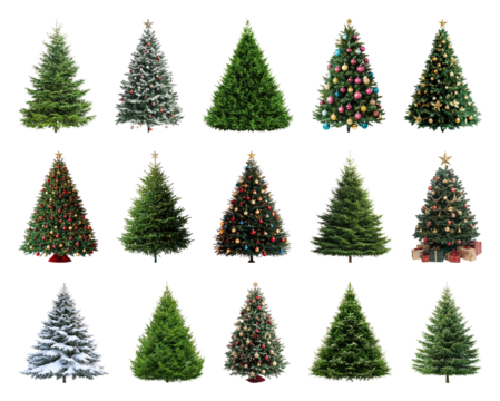 PNG Festive evergreen Christmas trees variety, element set on transparent background