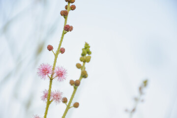 Delicate pink Mimosa Pudica flowers and buds against soft background.