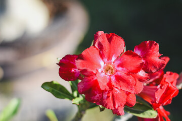 A vibrant red desert rose in full bloom.