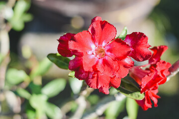 A vibrant red desert rose in full bloom.