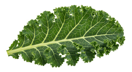 Isolated green leaf of kale, fresh curly edible vegetable, vegetarian ingredient, nutrient source