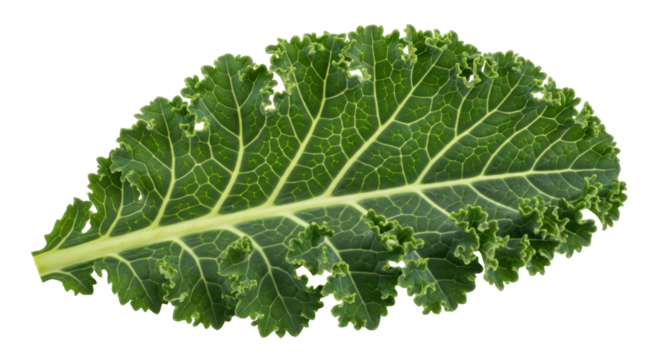 Isolated green leaf of kale, fresh curly edible vegetable, vegetarian ingredient, nutrient source
